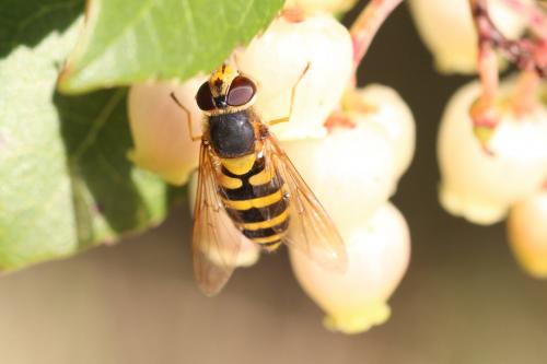 Syrphus ribesii